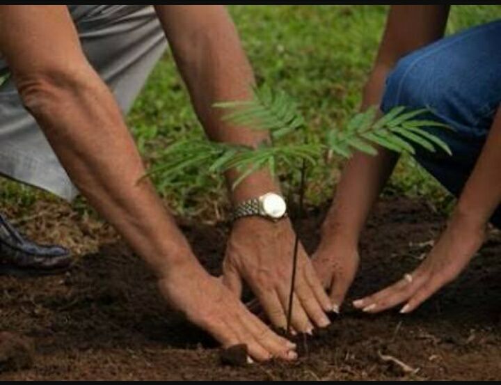 The fruit depends on the seed